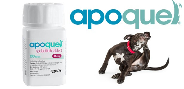 Apoquel 16 mg hotsell side effects for dogs