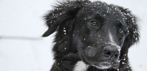 Keep Your Furry Friends Healthy in the Winter