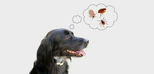 How to Get Rid of Fleas on Your Dog