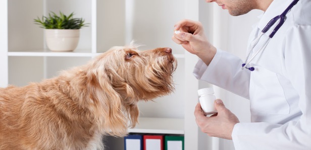 Metronidazole for Dogs 