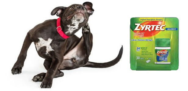 Zyrtec for Dogs