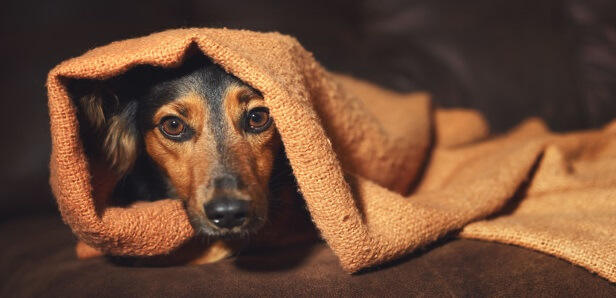dog Anxiety treatment with cbd oil