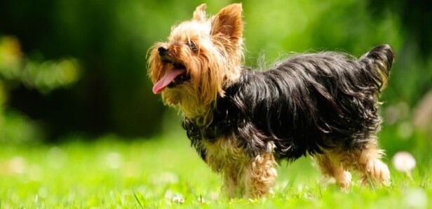 CBD Oil for Yorkshire Terriers