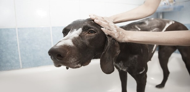 How to Remove Musty Dog Odor