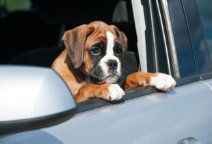 Boxer Puppy Training Tips