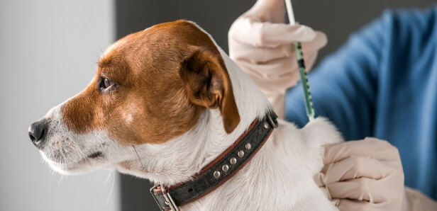 Should Your Dog Get the Kennel Vaccine