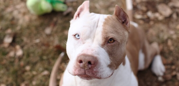 pit mixed with husky